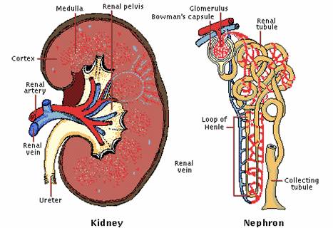 Organele Care Ajuta La Excretia Renala Formarea Urinei Referat